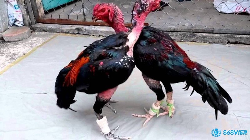 Chiến kê cần có cân nặng hợp lý để thi đấu tốt hơn