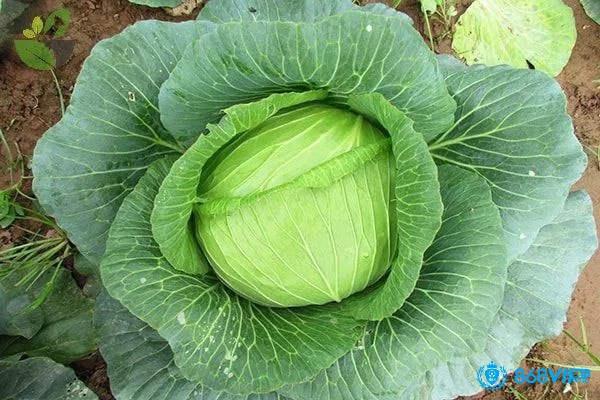 Cho gà chọi ăn rau bắp cải là một cách giảm cân cho gà chọi hay