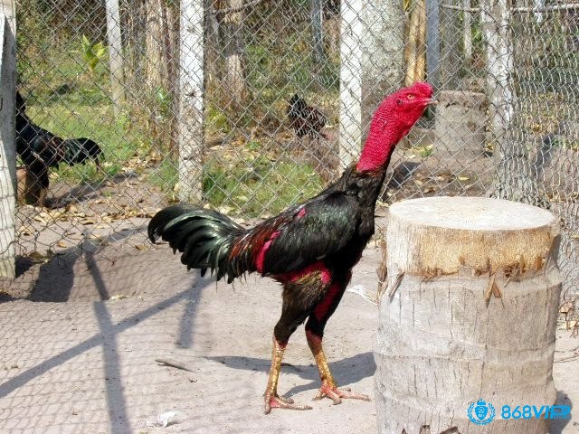 Tắm nắng và phun nước chè cho chiến kê thường xuyên