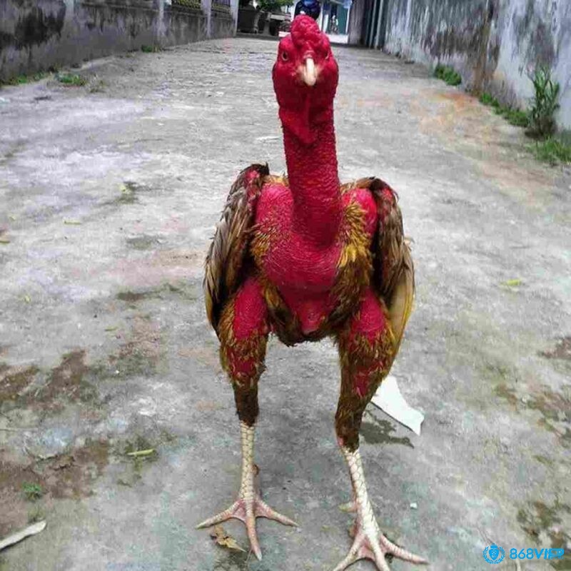 Một số điều lưu ý trong quá trình giảm cân cho gà chọi