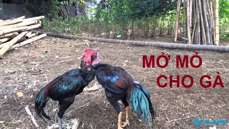Cách mở mỏ gà chọi - Những điều cần làm trước khi mở mỏ gà chọi