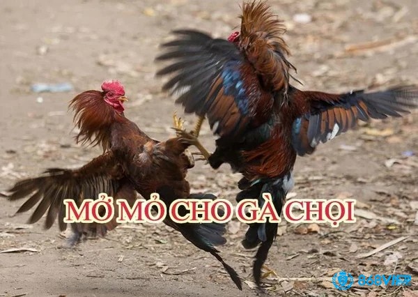 Cách mở mỏ gà chọi đúng kỹ thuật mà chuyên gia chia sẻ