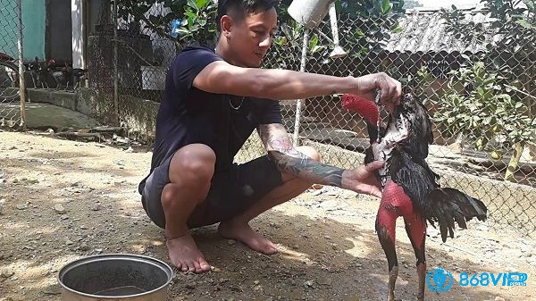 Cách mở mỏ gà chọi - Chăm sóc cho gà chọi cẩn thận sau mở mỏ