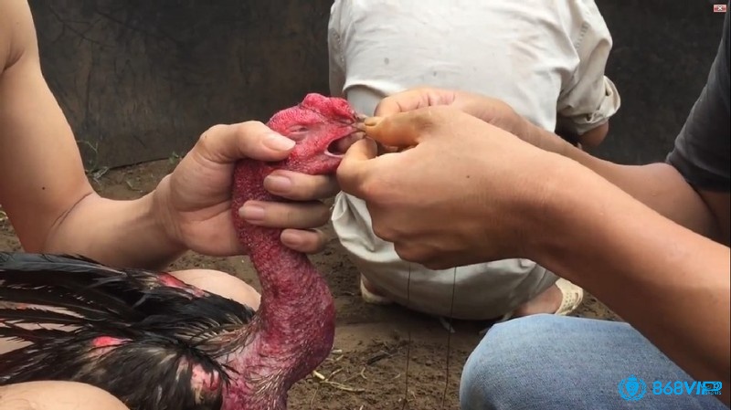 Cách mở mỏ gà chọi - Tại sao phải mở mỏ gà chọi?