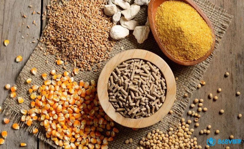 Cách nạp carbo cho gà đá chuẩn chỉnh sẽ mang lại sức mạnh cho chiến kê