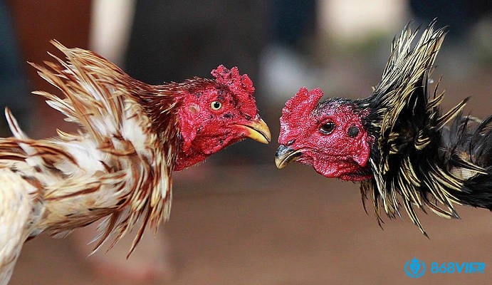 Tuân thủ cách nạp carbo cho gà đá để chiến kê có thể trạng tốt nhất khi tham gia thi đấu