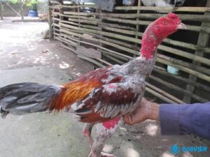 Cách tăng cân cho gà chọi: 6 mẹo vỗ béo gà chuẩn nhất
