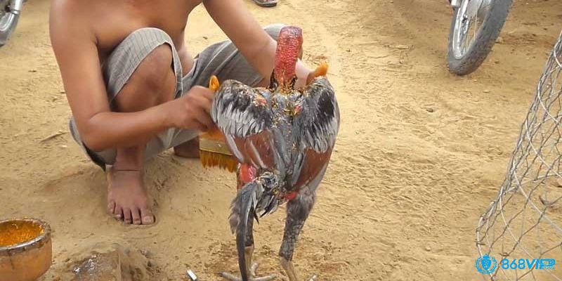 Cách vào nghệ cho gà - Những chiến kê nên và không nên vào nghệ