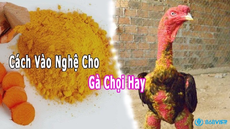 Cách vào nghệ cho gà hay, đúng kỹ thuật nhất