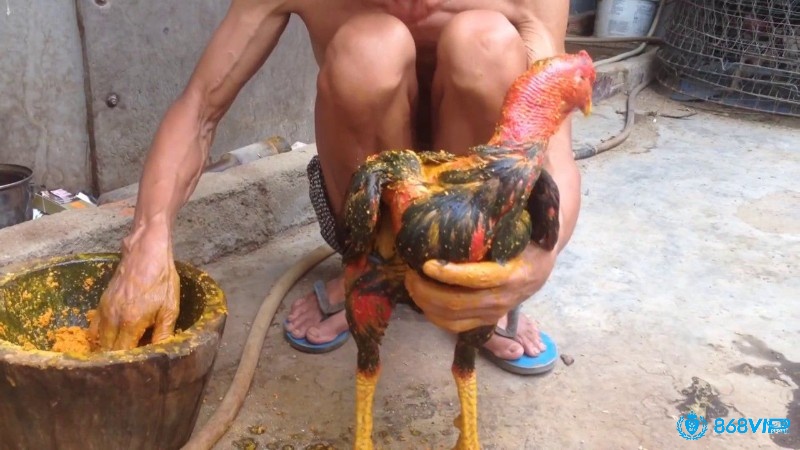 Cách vào nghệ cho gà - Lưu ý trong quá trình vào nghệ cho gà chọi