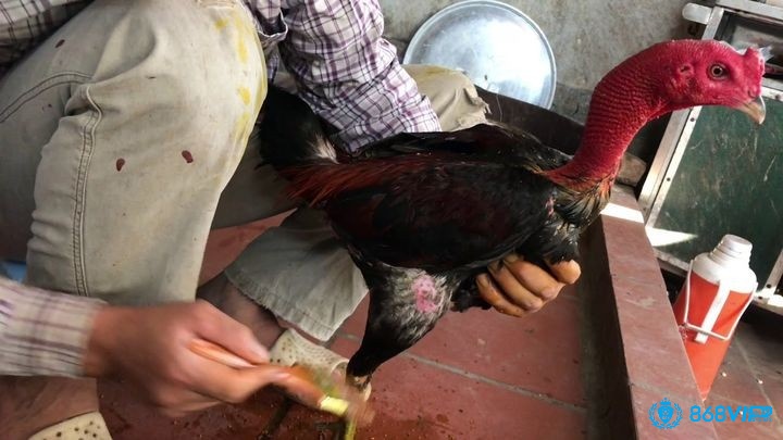 Cách vào nghệ cho gà - Công dụng khi vào nghệ cho gà