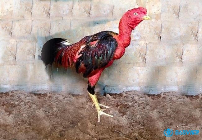 Vì sao gà đá bị dính cựa - Tìm hiểu cách chữa bị chiến kê bị dính cựa