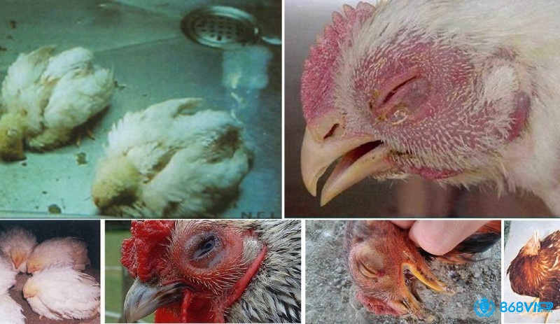 Các bệnh thường gặp ở gà chọi phải kể đến bệnh tụ huyết trùng