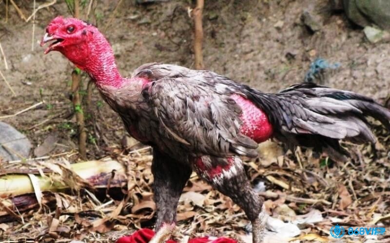 Bệnh khò khè ở gà chọi có nhiều nguyên nhân phát sinh