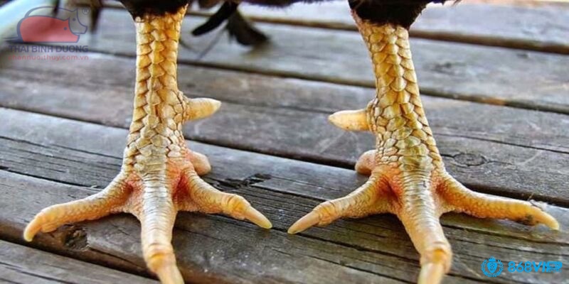 Hướng dẫn cách chăm sóc và nuôi dưỡng gà vảy xuyên đao cho người mới