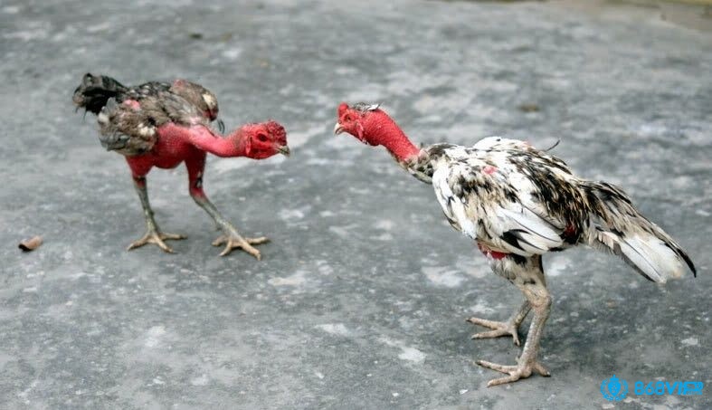 Đánh giá thể trạng gà là yếu tố quan trọng trong luật chơi