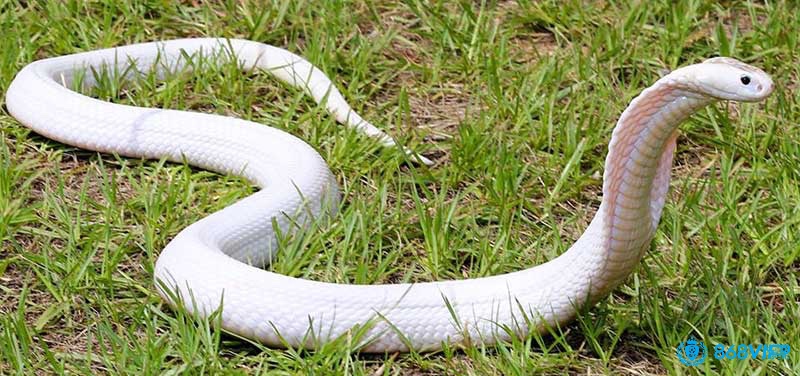 Mơ thấy rắn tạo ra sự hoang mang và lo lắng cho mọi người