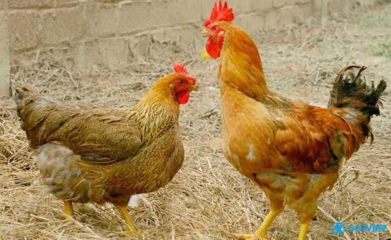 Thương hàn là căn bệnh thường gặp và gây ra nhiều tác hại về sức khoẻ cho gà