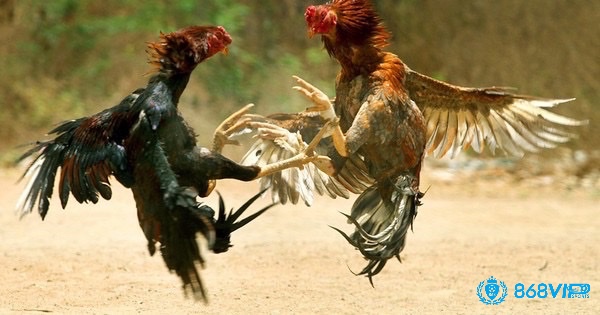 Khám phá cách đặt cược đá gà miền Bắc cho người chơi mới nhé