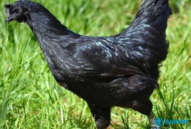 Gà mặt quỷ có nguồn gốc Indonesia và là một giống gà đen mang lại giá trị kinh tế rất cao