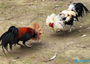 Đá gà tre là gì? Tiêu chuẩn để chọn gà tre đá chuẩn nhất