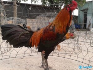 Cách chữa gà chọi bị rút gân hiệu quả từ chuyên gia