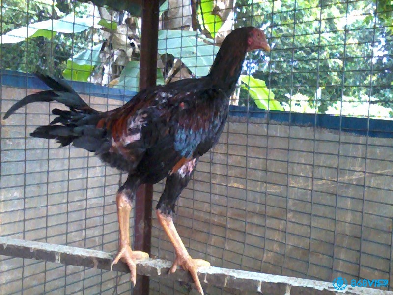Rút gân do chấn thương khi thi đấu là nguyên nhân phổ biến và cần được xử lý bằng cách chữa gà chọi bị rút gân đúng kỹ thuật.