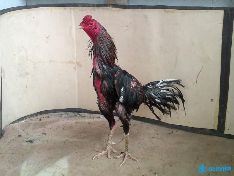 Huấn luyện sai cách không chỉ ảnh hưởng thể trạng mà còn khiến gà dễ gặp chấn thương như rút gân.