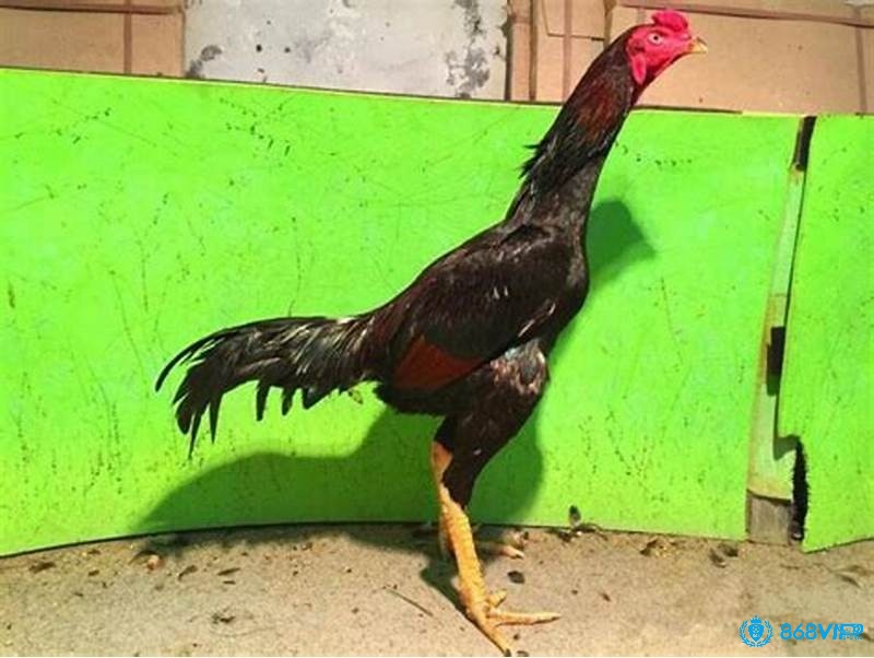 Dầu xoa bóp giúp làm dịu vùng tổn thương và hỗ trợ phục hồi gân hiệu quả trong những ngày đầu điều trị.