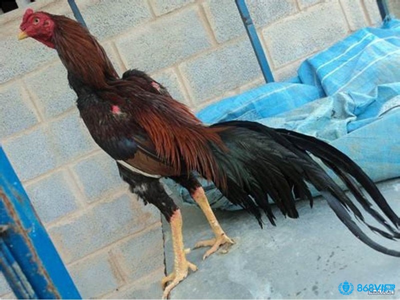 Bài thuốc dân gian với lá lốt, trầu không và rượu gừng là phương pháp tự nhiên giúp chữa rút gân ở gà hiệu quả và an toàn.