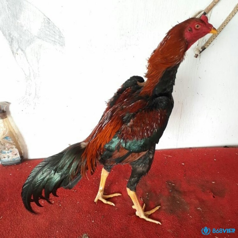 Thuốc kháng viêm và giảm đau là giải pháp nhanh chóng trong điều trị gà chọi bị rút gân nặng hoặc kéo dài.
