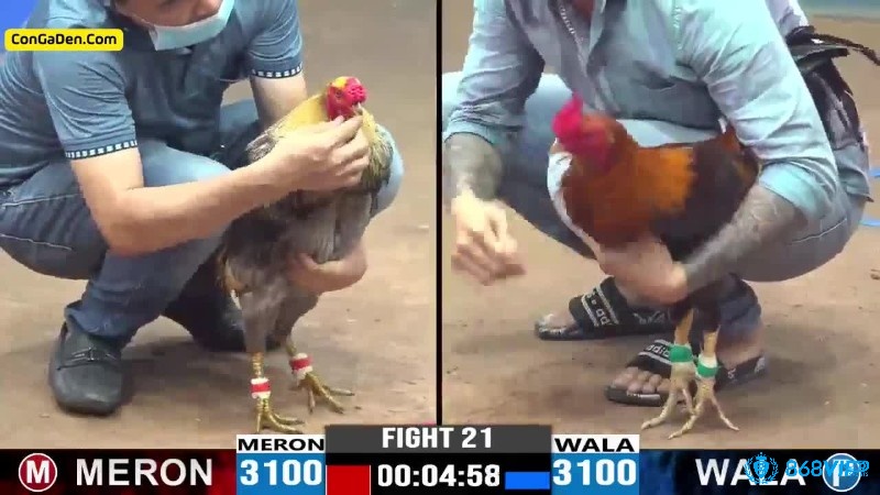Việc theo dõi các trận đấu đá gà qua hình thức trực tuyến đã mang lại nhiều tiện ích vượt trội so với phương thức truyền thống