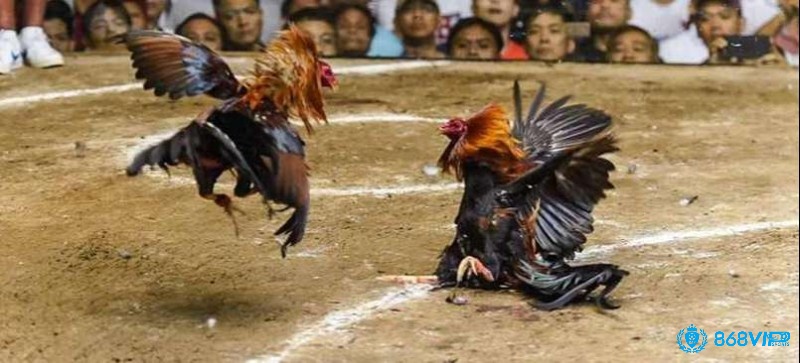 Kinh nghiệm tham quan đá gà Campuchia là gì 868vip chia sẻ sẽ giúp bạn tận hưởng trọn vẹn nét văn hóa độc đáo này.