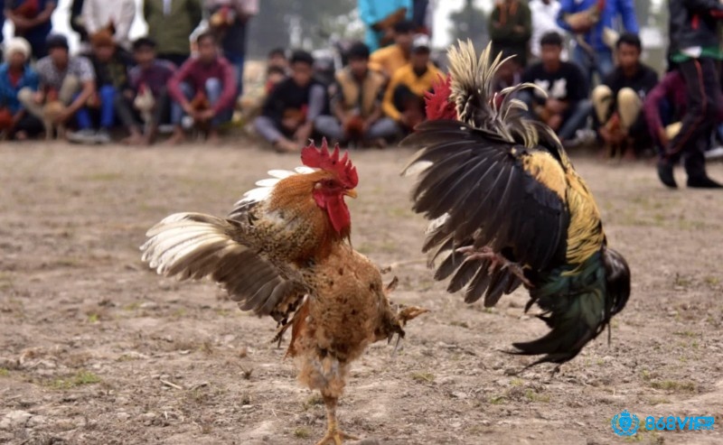 Thời điểm lý tưởng để trải nghiệm đá gà Campuchia là gì thường rơi vào cuối tuần và dịp lễ hội truyền thống.