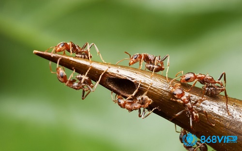 Giấc mơ thấy kiến đánh số gì sẽ mang đến cho bạn nhiều con số may mắn liên quan