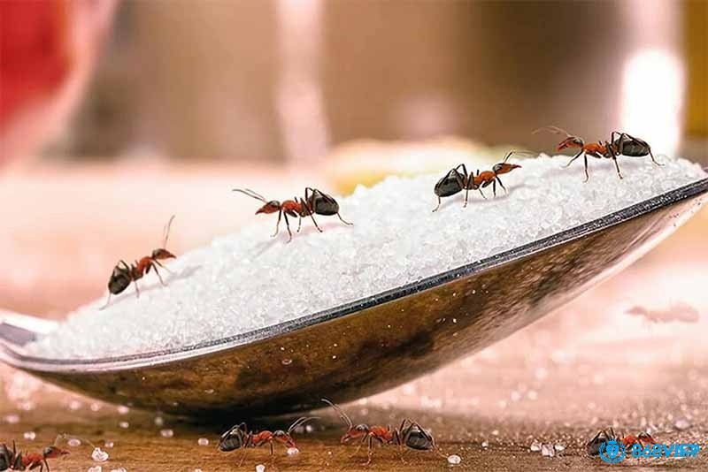 Giải mã giấc mơ thấy kiến đánh số gì và các điềm báo liên quan đến giấc mơ