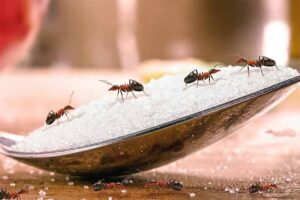 Mơ thấy kiến đánh số gì trúng? Điềm báo lành hay dữ?