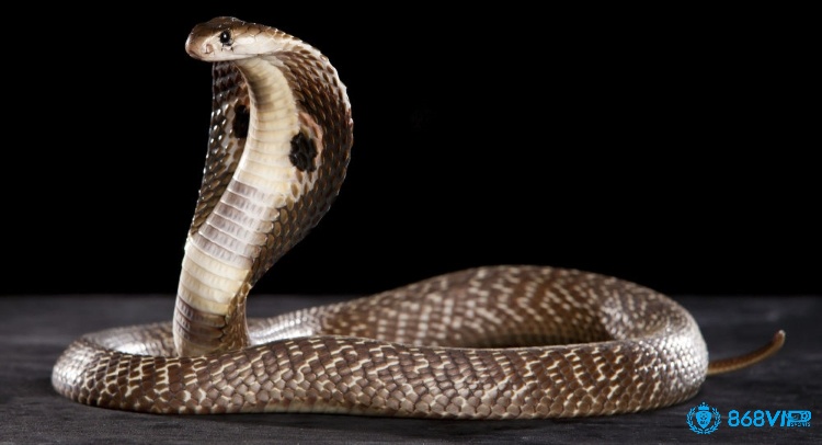 Mơ thấy rắn hổ mang gắn liền với những con số may mắn trúng đậm 