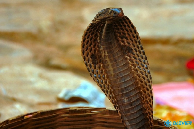 Mơ thấy rắn hổ mang bành có điềm báo về cơ hội mới và bước tiến lớn trong sự nghiệp