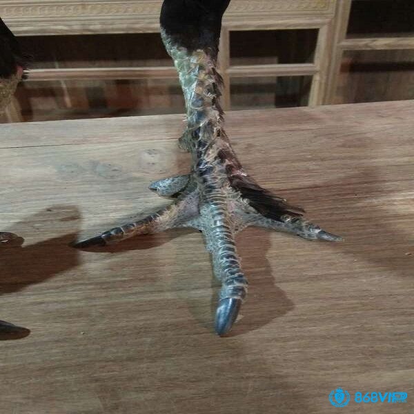 Gà chân lông vảy loạn có thể xuất hiện do nhiều nguyên nhân khác nhau trong tự nhiên