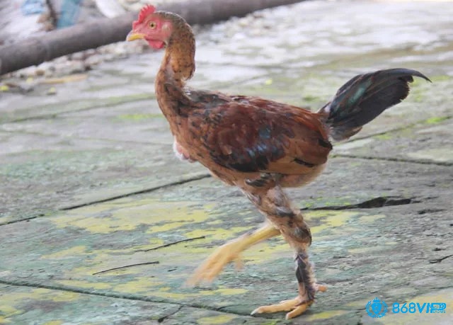 Trước mỗi trận đấu bạn cần quan sát chiến kê của mình để xác định đặc tính và thói quen của gà