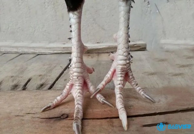 Gà chân lông vảy loạn là một giống gà khá độc đáo hiện nay