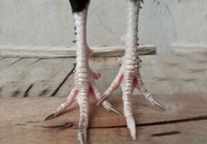 Gà chân lông vảy loạn - Giống gà độc đáo trong làng đá gà