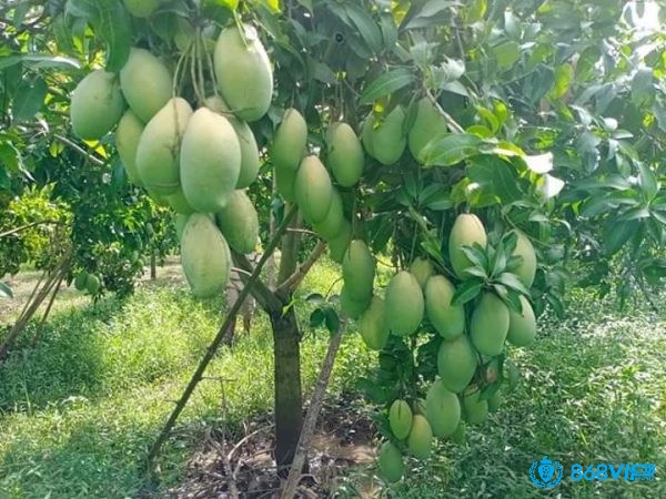 Chiêm bao thấy quả xoài còn xanh cho thấy những kế hoạch hiện tại của bạn vẫn cần thêm thời gian 