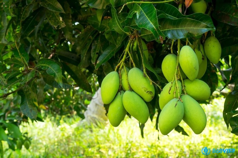 Xoài không chỉ là một loại trái cây nhiệt đới thơm ngon mà trong thế giới tâm linh còn mang những thông điệp 