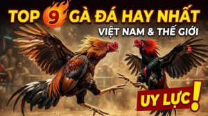 Các giống gà đá hay nhất Việt Nam, thế giới cho sư kê tìm hiểu