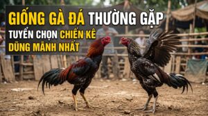 Giống gà đá thường gặp: Tuyển chọn chiến kê dũng mãnh nhất